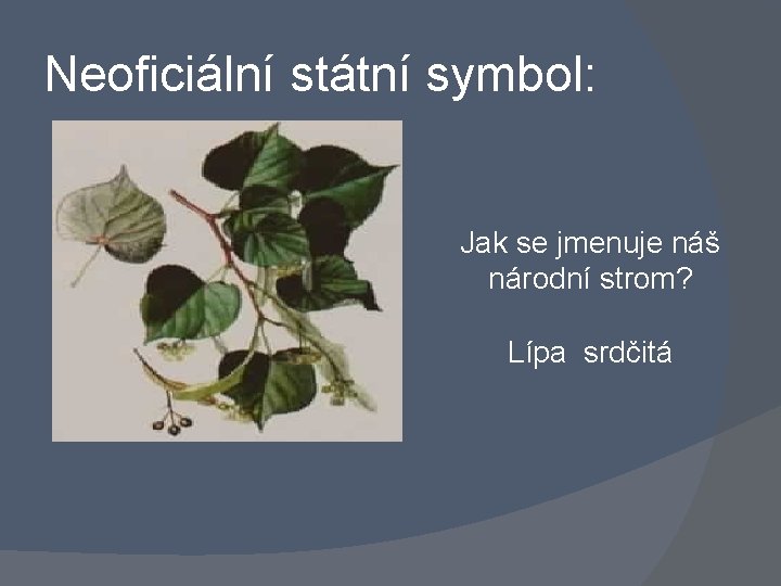 Neoficiální státní symbol: Jak se jmenuje náš národní strom? Lípa srdčitá 