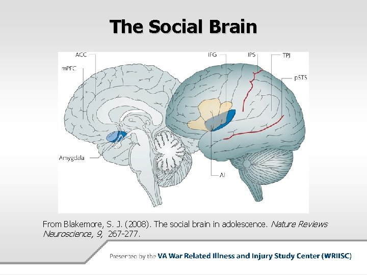 The Social Brain From Blakemore, S. J. (2008). The social brain in adolescence. Nature