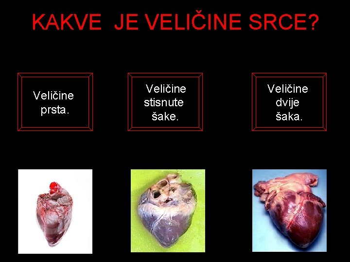 KAKVE JE VELIČINE SRCE? Veličine prsta. Veličine stisnute šake. Veličine dvije šaka. 