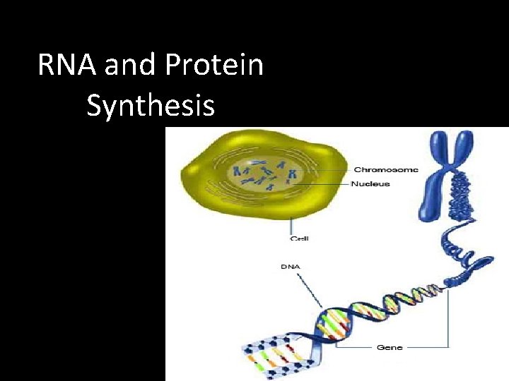 RNA and Protein Synthesis 
