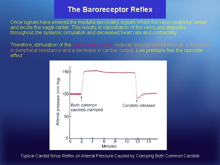 The Baroreceptor Reflex Once signals have entered the medulla secondary signals inhibit the vasoconstrictor