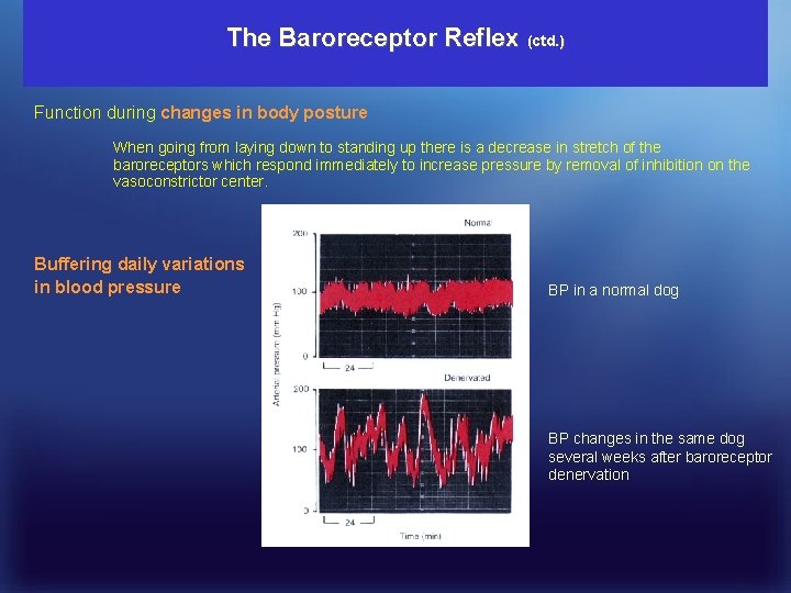 The Baroreceptor Reflex (ctd. ) Function during changes in body posture When going from
