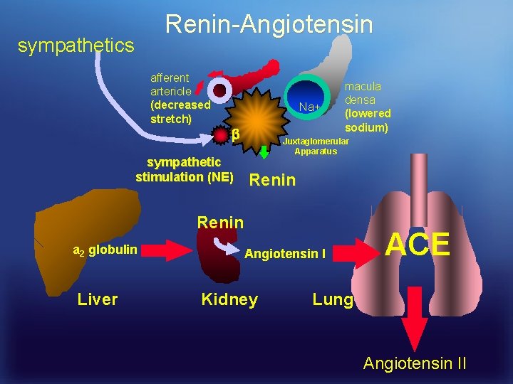 Renin-Angiotensin sympathetics afferent arteriole (decreased stretch) Na+ sympathetic stimulation (NE) macula densa (lowered sodium)