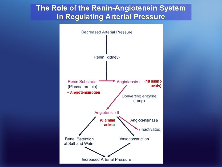 The Role of the Renin-Angiotensin System in Regulating Arterial Pressure (10 amino acids) =