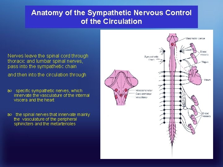 Anatomy of the Sympathetic Nervous Control of the Circulation Nerves leave the spinal cord