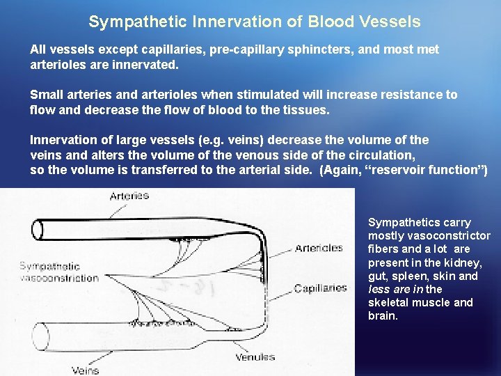 Sympathetic Innervation of Blood Vessels All vessels except capillaries, pre-capillary sphincters, and most met