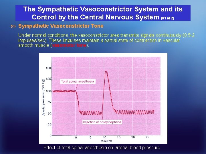 The Sympathetic Vasoconstrictor System and its Control by the Central Nervous System (#1 of