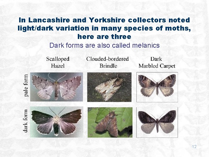 In Lancashire and Yorkshire collectors noted light/dark variation in many species of moths, here
