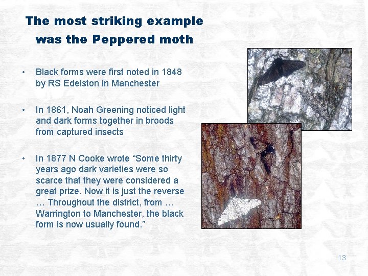 The most striking example was the Peppered moth • Black forms were first noted