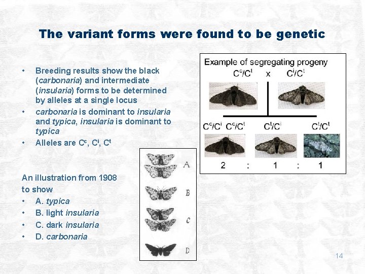 The variant forms were found to be genetic • • • Breeding results show