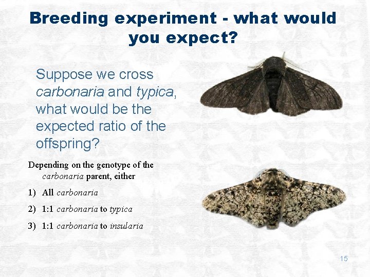 Breeding experiment - what would you expect? Suppose we cross carbonaria and typica, what