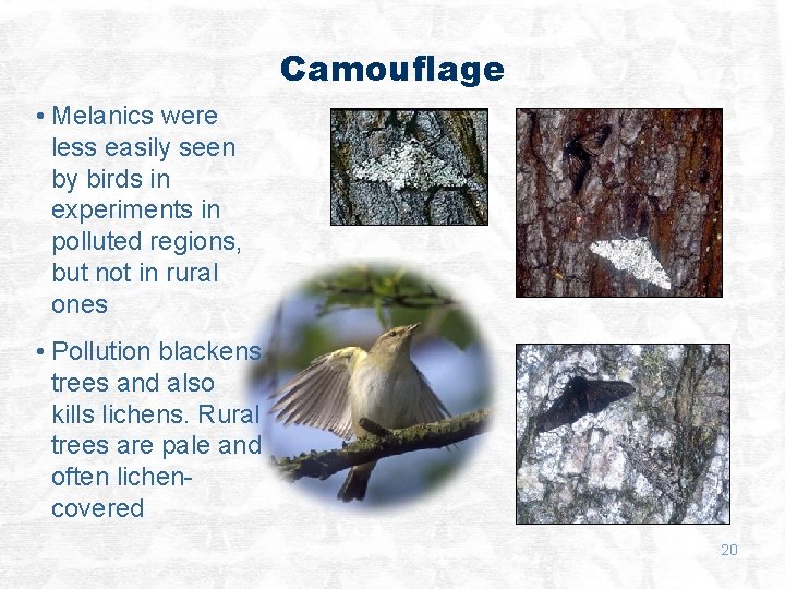 Camouflage • Melanics were less easily seen by birds in experiments in polluted regions,