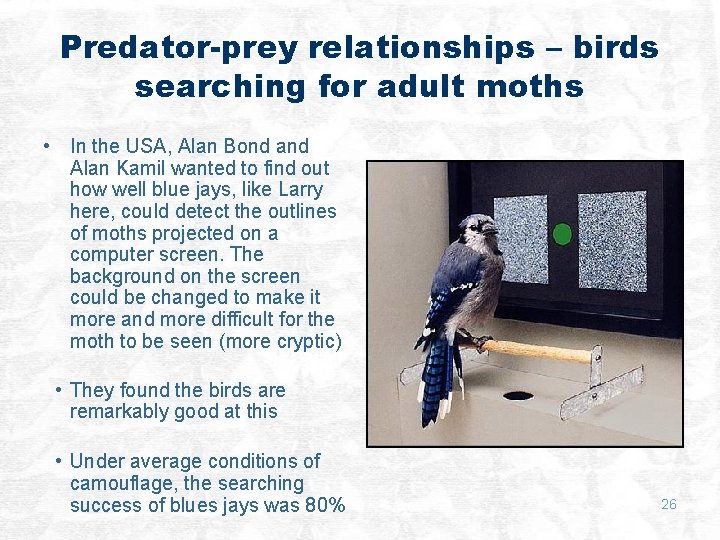 Predator-prey relationships – birds searching for adult moths • In the USA, Alan Bond