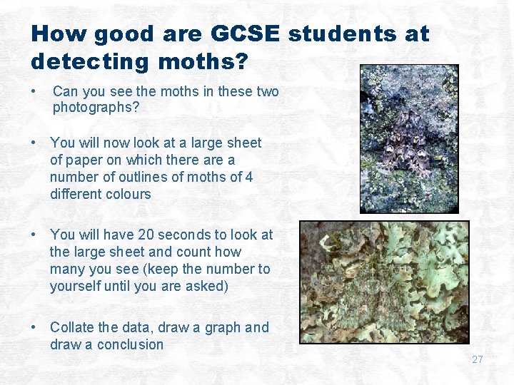 How good are GCSE students at detecting moths? • Can you see the moths