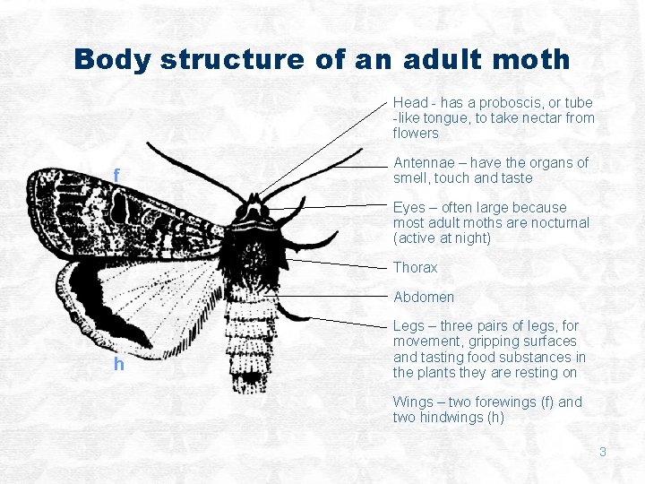 Body structure of an adult moth Head - has a proboscis, or tube -like
