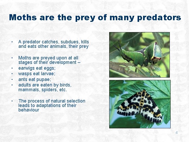 Moths are the prey of many predators • A predator catches, subdues, kills and