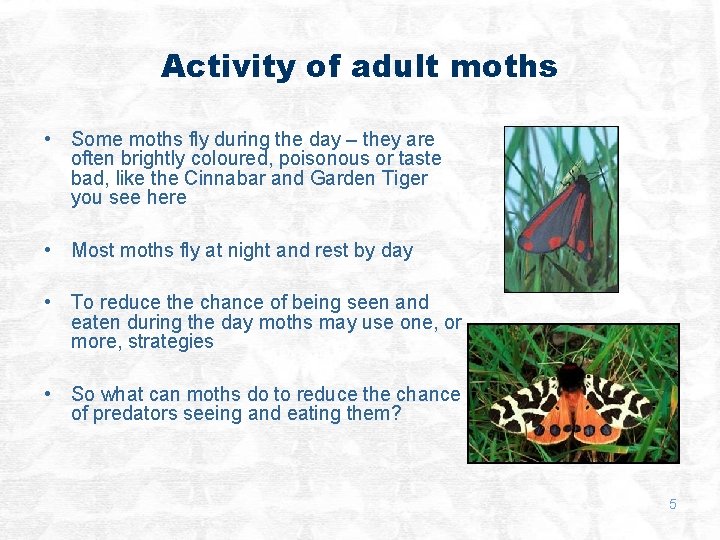 Activity of adult moths • Some moths fly during the day – they are