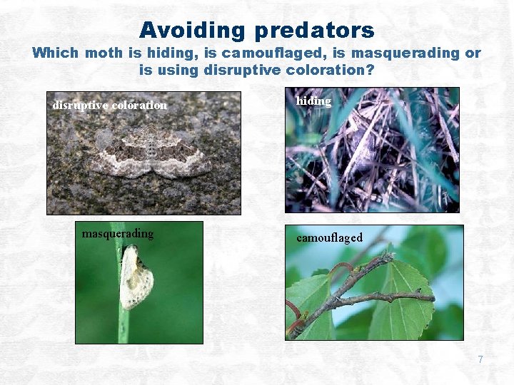 Avoiding predators Which moth is hiding, is camouflaged, is masquerading or is using disruptive