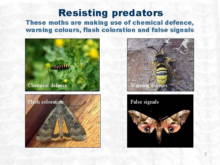 Resisting predators These moths are making use of chemical defence, warning colours, flash coloration