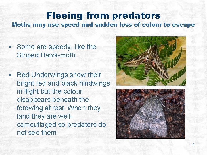 Fleeing from predators Moths may use speed and sudden loss of colour to escape
