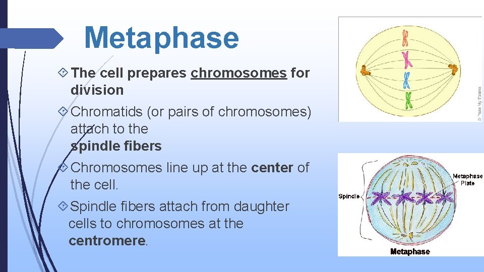 Metaphase The cell prepares chromosomes for division Chromatids (or pairs of chromosomes) attach to
