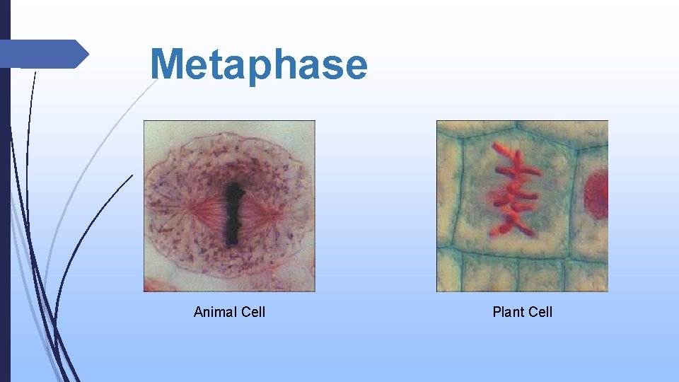 Metaphase Animal Cell Plant Cell 