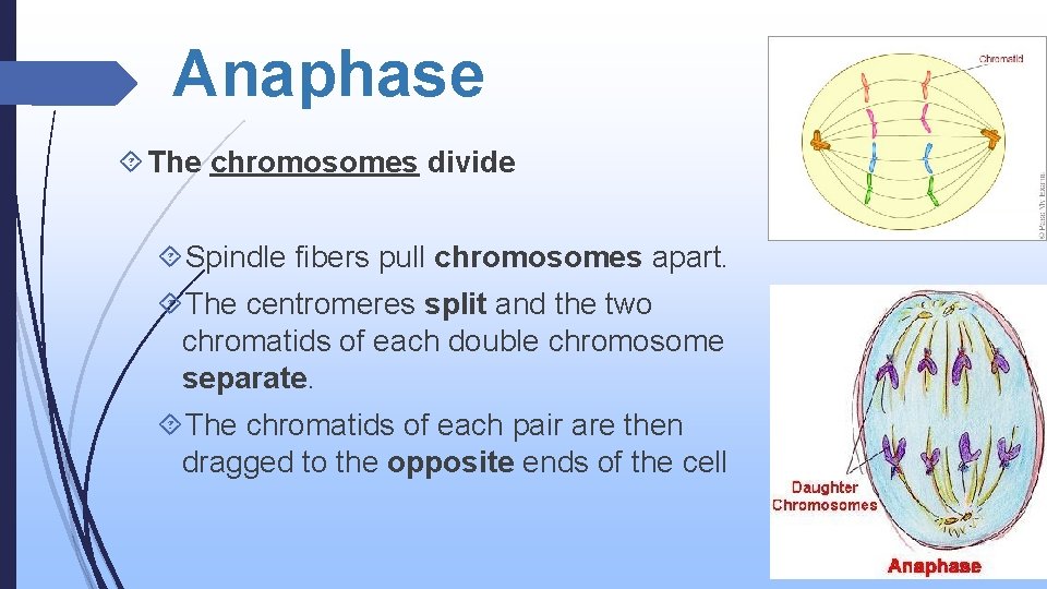 Anaphase The chromosomes divide Spindle fibers pull chromosomes apart. The centromeres split and the
