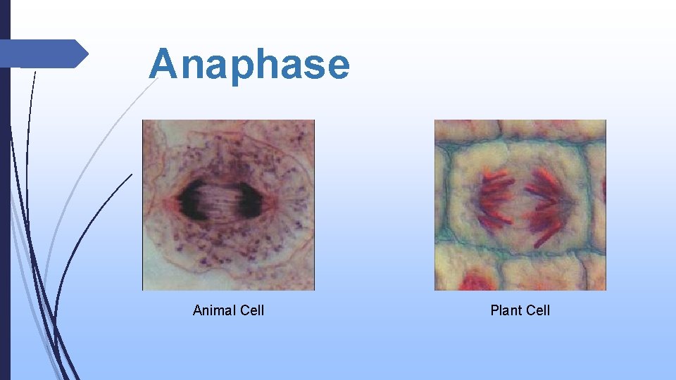 Anaphase Animal Cell Plant Cell 