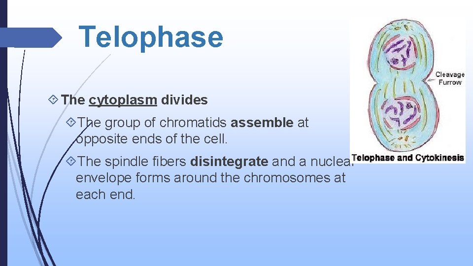 Telophase The cytoplasm divides The group of chromatids assemble at opposite ends of the