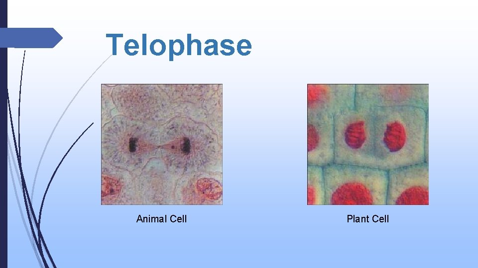 Telophase Animal Cell Plant Cell 