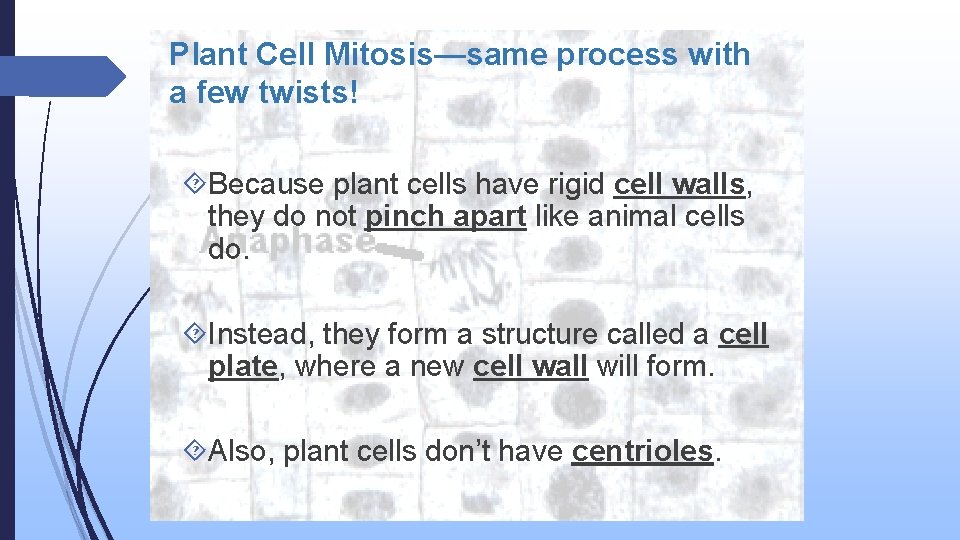 Plant Cell Mitosis—same process with a few twists! Because plant cells have rigid cell