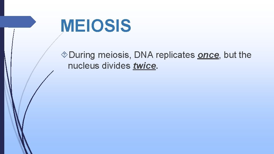 MEIOSIS During meiosis, DNA replicates once, but the nucleus divides twice. 