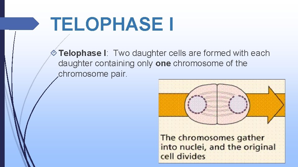 TELOPHASE I Telophase I: Two daughter cells are formed with each daughter containing only