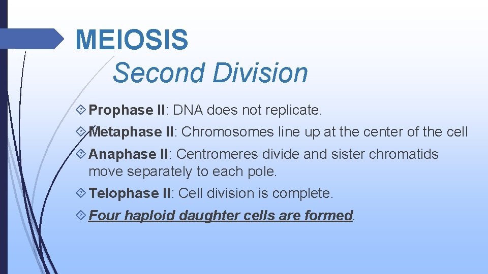 MEIOSIS Second Division Prophase II: DNA does not replicate. Metaphase II: Chromosomes line up