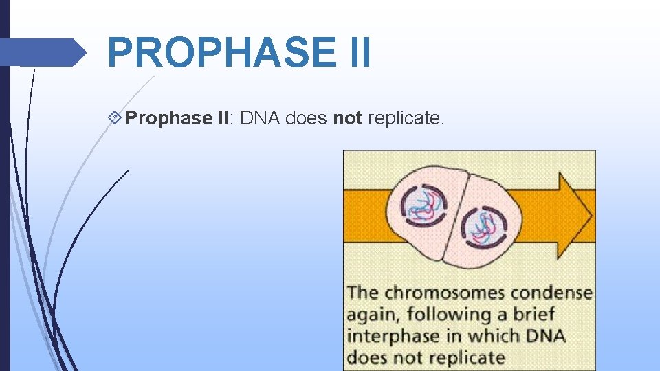 PROPHASE II Prophase II: DNA does not replicate. 