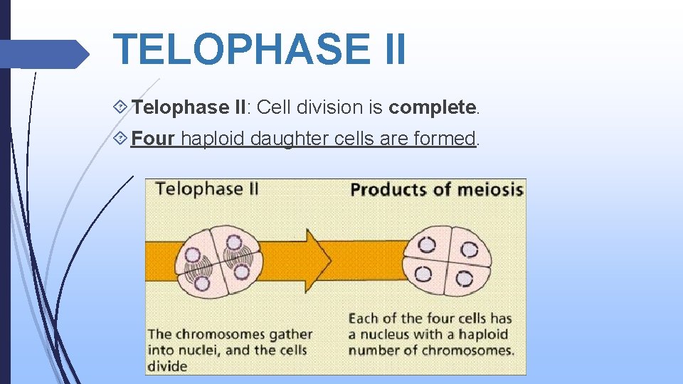 TELOPHASE II Telophase II: Cell division is complete. Four haploid daughter cells are formed.