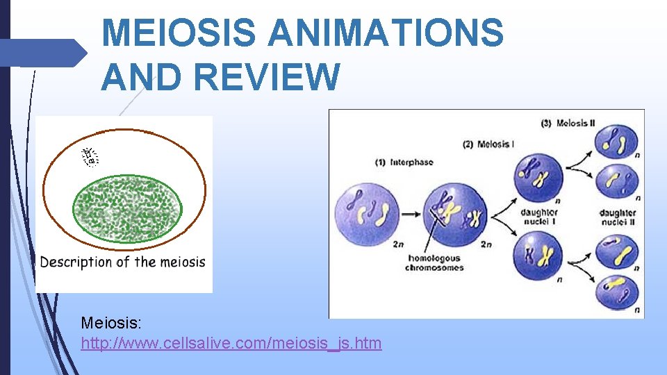 MEIOSIS ANIMATIONS AND REVIEW Meiosis: http: //www. cellsalive. com/meiosis_js. htm 