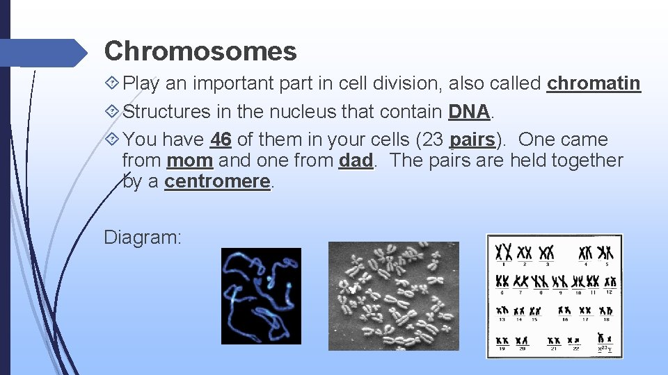 Chromosomes Play an important part in cell division, also called chromatin Structures in the