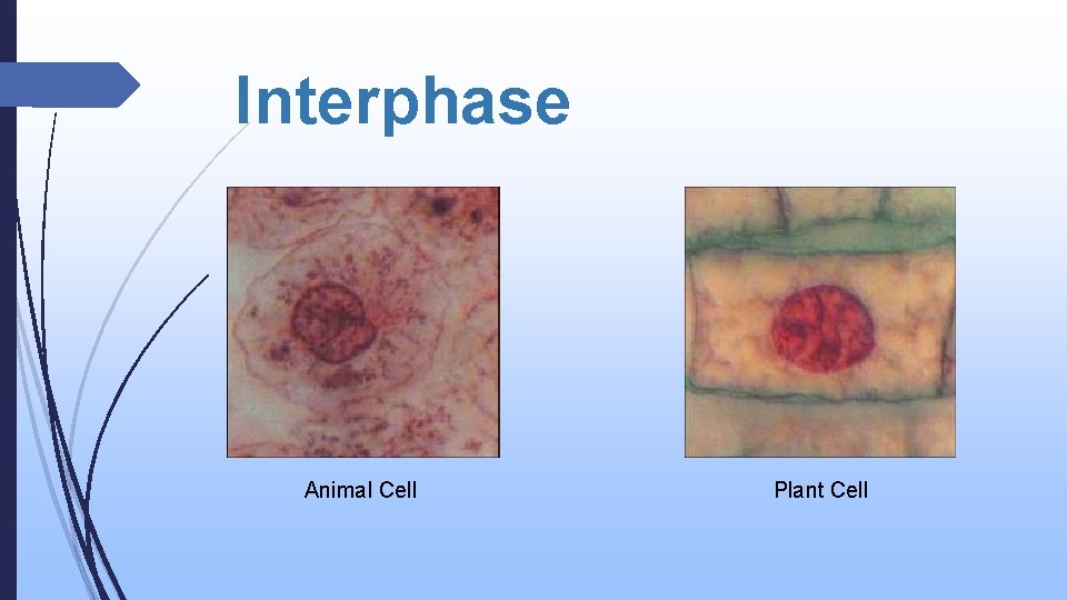 Interphase Animal Cell Plant Cell 