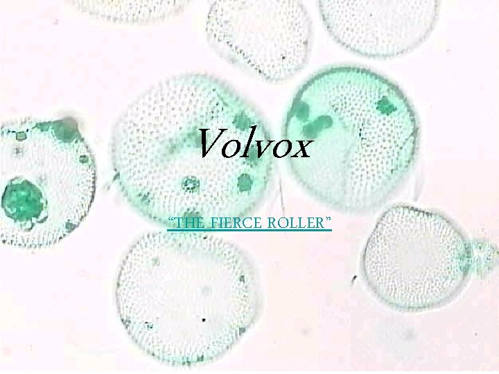 Volvox “THE FIERCE ROLLER” 