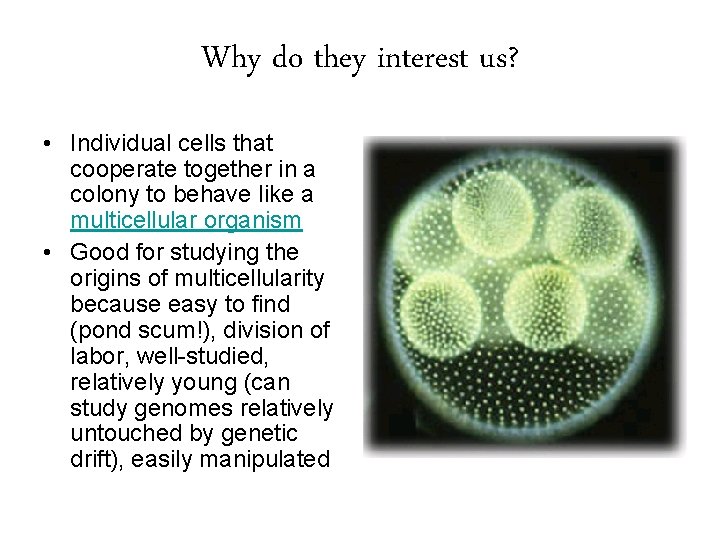 Why do they interest us? • Individual cells that cooperate together in a colony