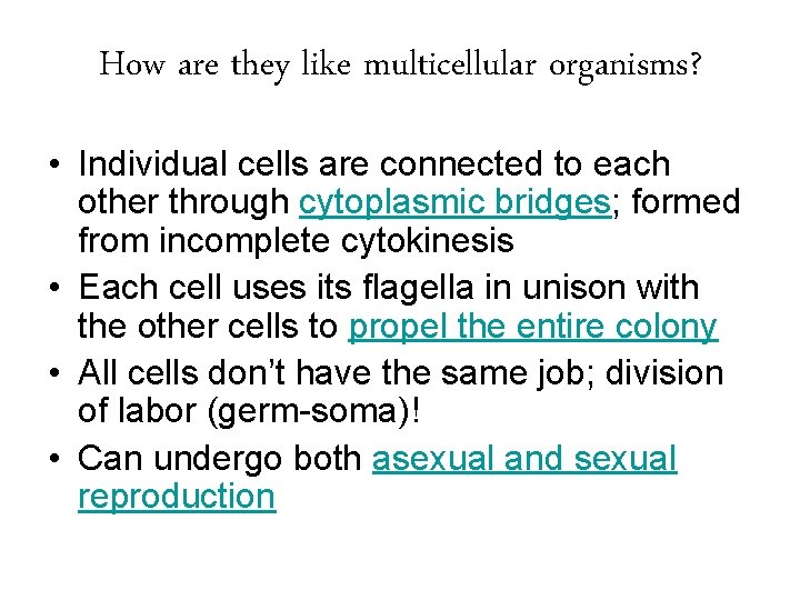 How are they like multicellular organisms? • Individual cells are connected to each other