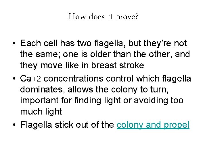 How does it move? • Each cell has two flagella, but they’re not the