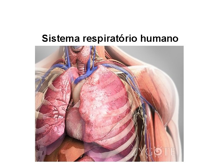 Sistema respiratório humano 