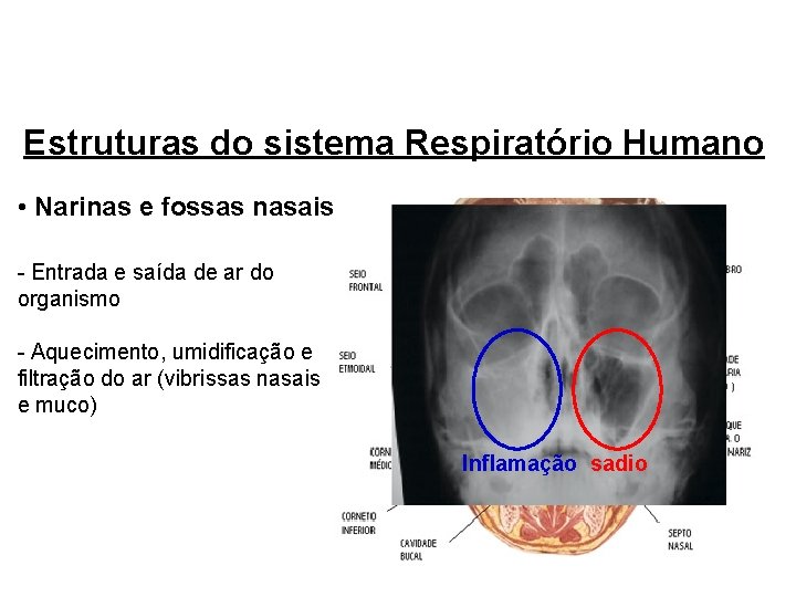 Estruturas do sistema Respiratório Humano • Narinas e fossas nasais - Entrada e saída