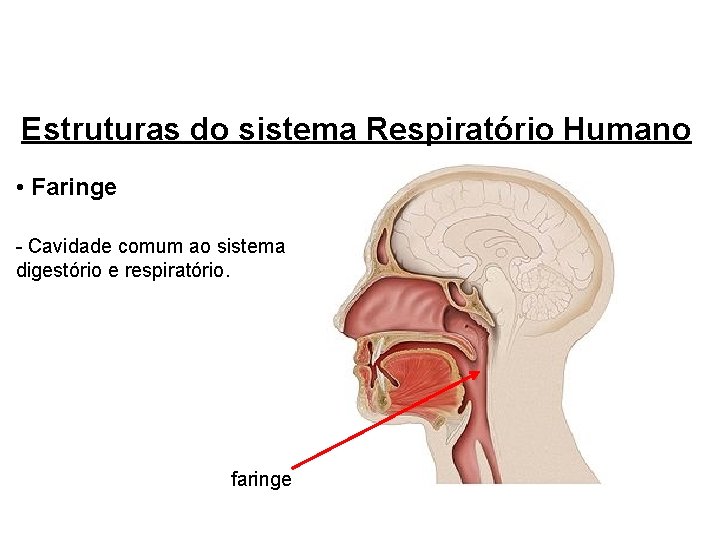 Estruturas do sistema Respiratório Humano • Faringe - Cavidade comum ao sistema digestório e