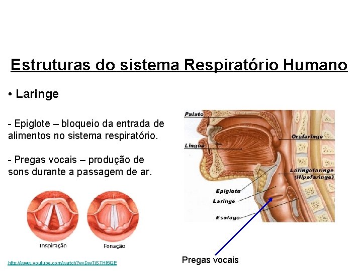 Estruturas do sistema Respiratório Humano • Laringe - Epiglote – bloqueio da entrada de