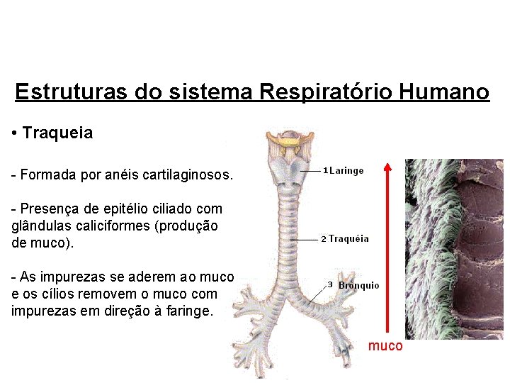 Estruturas do sistema Respiratório Humano • Traqueia - Formada por anéis cartilaginosos. - Presença