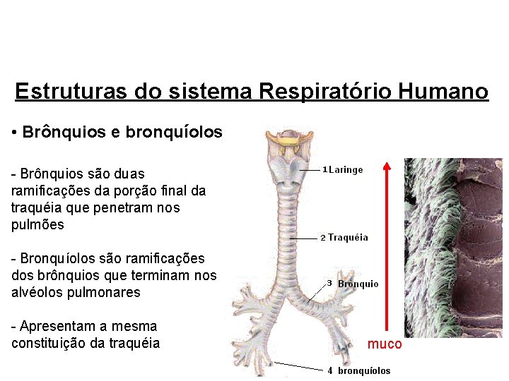 Estruturas do sistema Respiratório Humano • Brônquios e bronquíolos - Brônquios são duas ramificações