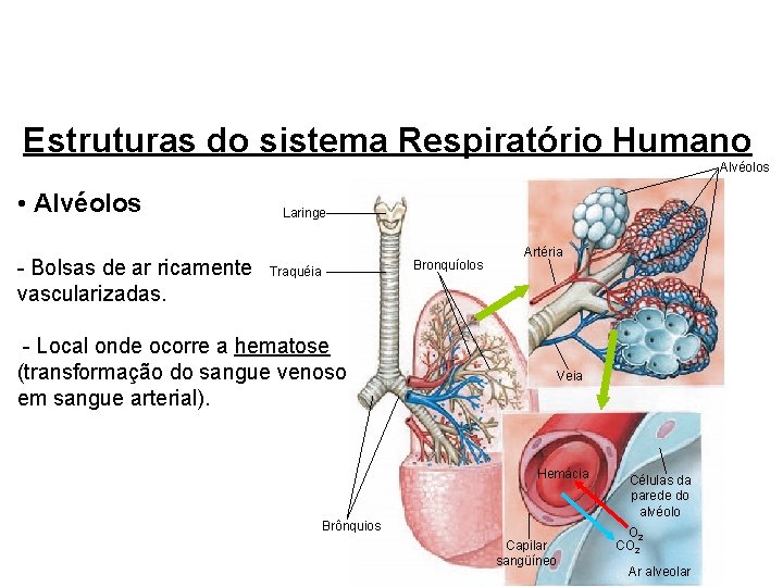 Estruturas do sistema Respiratório Humano Alvéolos • Alvéolos - Bolsas de ar ricamente vascularizadas.